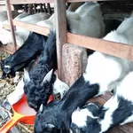 Gizi dalam Daging Kambing Nutrisi yang Penting untuk Kesehatan serta Efek Buruk apa Mengkonsumsi Daging Kambing